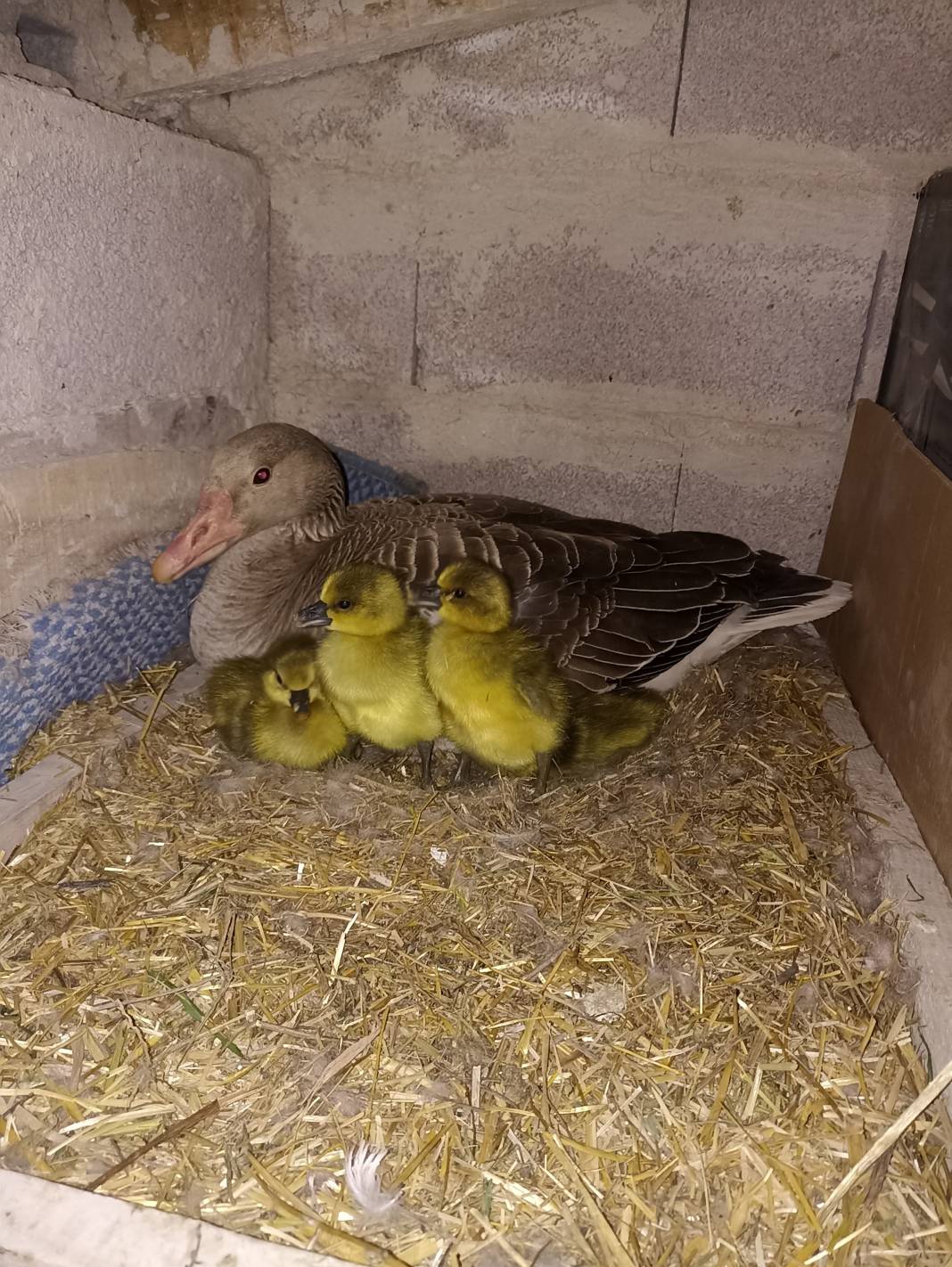 Hayvan sevgisiyle dopdolu bir hikaye: İşkence görmüş kazlar ve Konyalı şoför 7